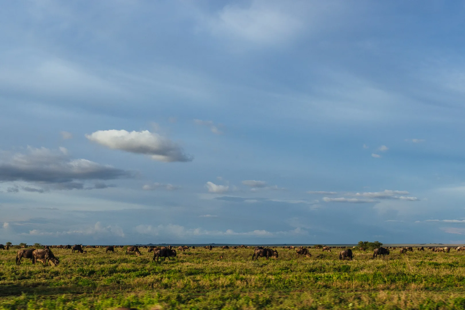 A bush dinner setup in the Serengeti — table laid under open sky with lanterns glowing at dusk, wildlife silhouettes in the distance