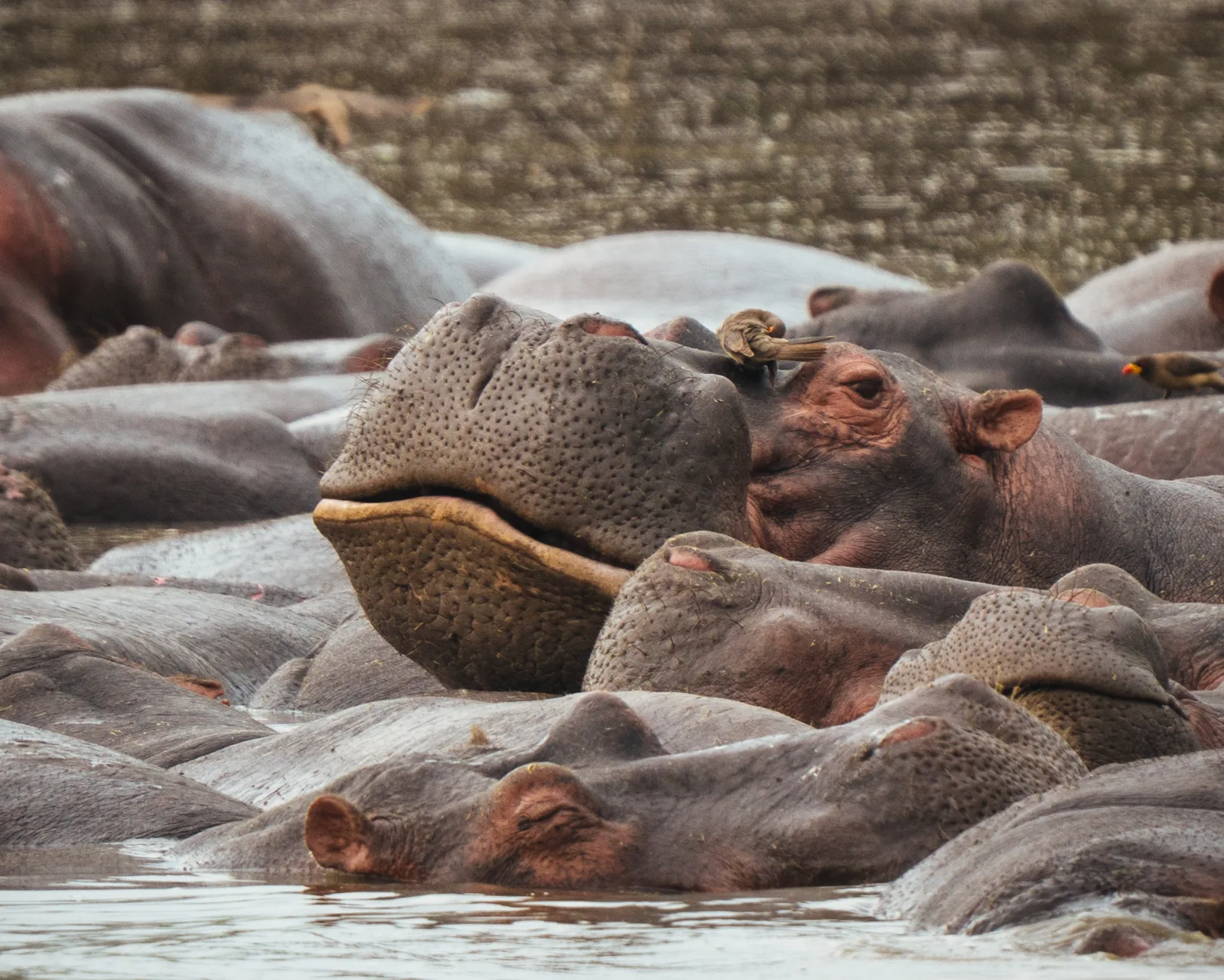 Riverine forest along the Grumeti River — leopard country, far from the tourist crowds