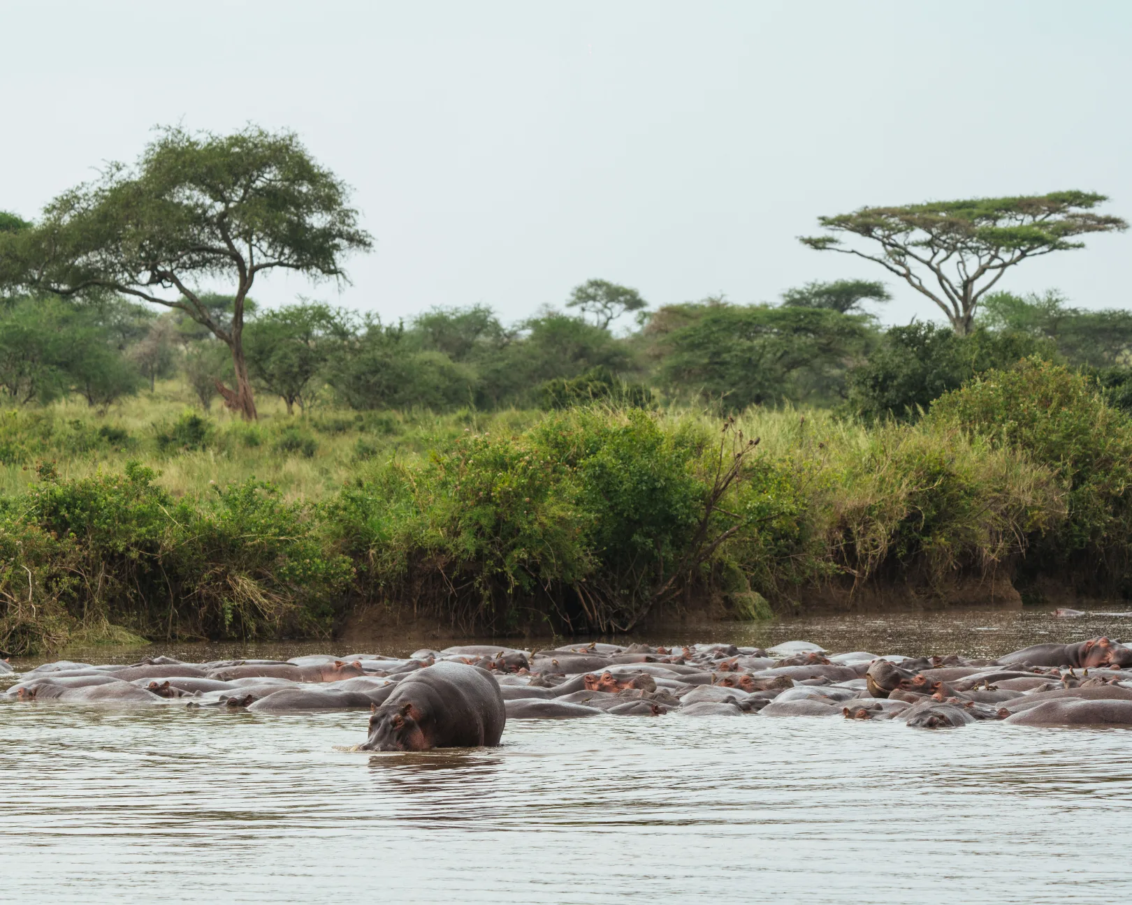 Safari After Kilimanjaro
